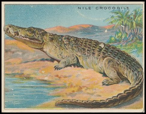 53 Nile Crocodile